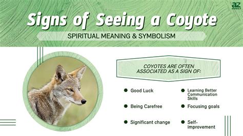 seeing a coyote in the daytime meaning