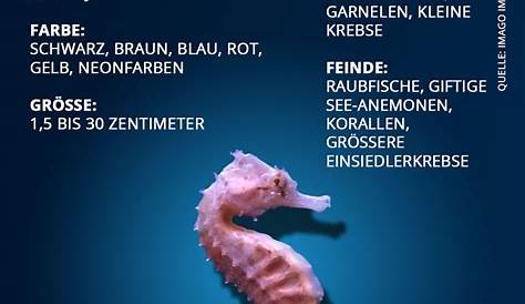Unterwasserwelt: Seepferdchen Käthe 🐠 — Grundschule und Basteln