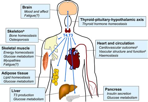 Seitan And Hypothyroid