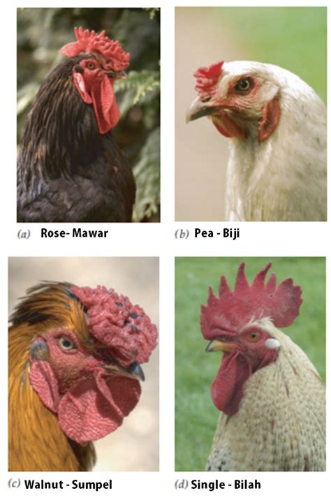 Sejarah Pial Ayam