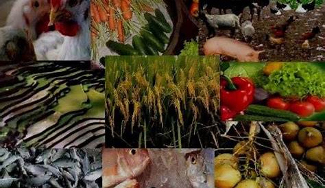 Ano ang Sektor ng Agrikultura? | Gabay Filipino