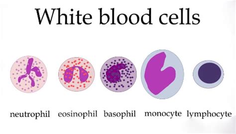 Sel Darah Putih