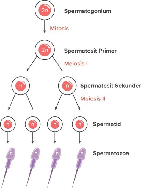 Sel yang Bersifat Diploid pada Proses Pembentukan Sel Sperma Adalah