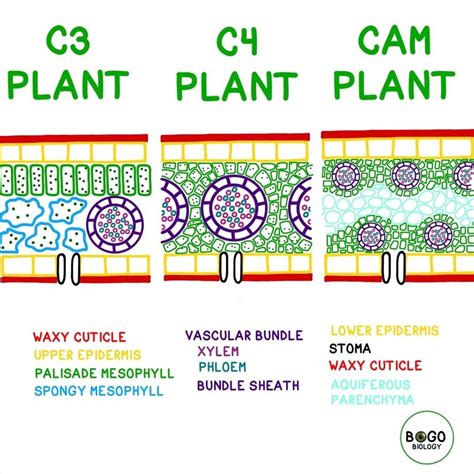 select all the examples of c3 plants
