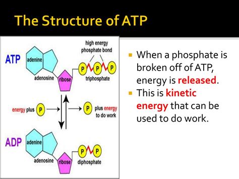 select the components of atp