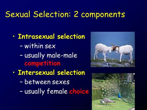 select the example of intersexual selection