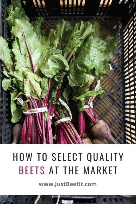 selecting and preparing beet greens