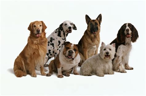 selecting the right dog breed