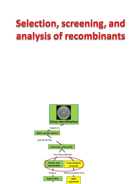 Selection Screening And Analysis Of Recombinants