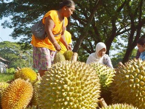 Seleksi Benih Durian Unggul