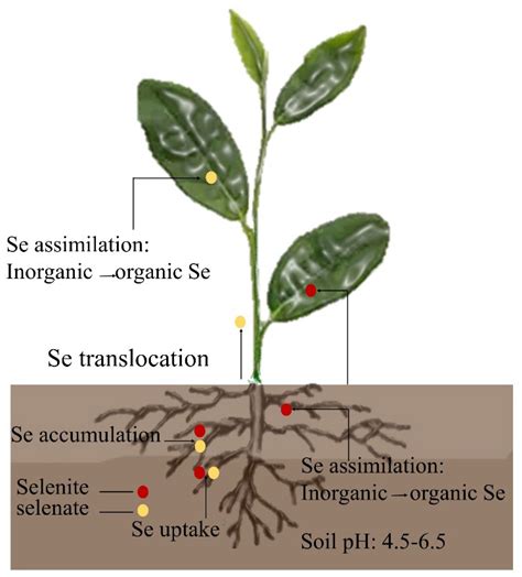 Selenium Of Plant
