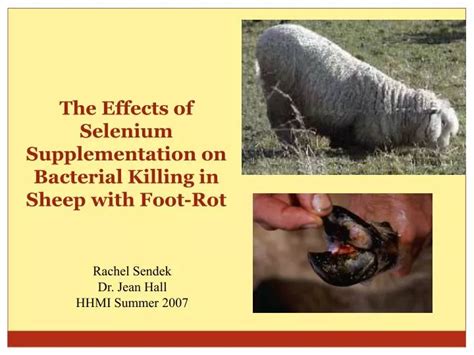 Selenium Supplementation In Sheep