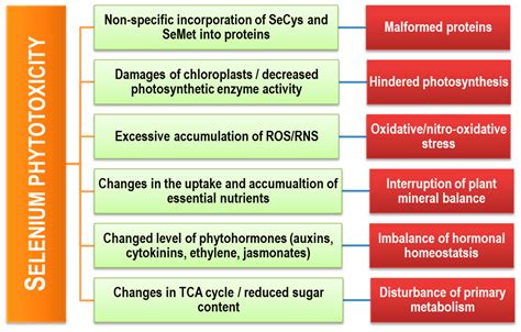 Selenium Toxicity In Dogs