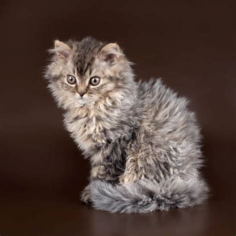 The Amazing Selkirk Rex Kitten: Everything You Need To Know About This
Exotic Breed