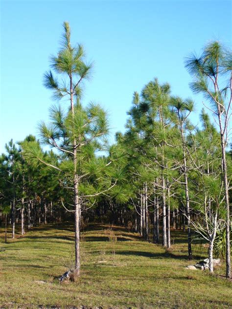 Selling Pine Trees In Florida