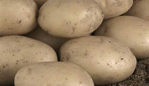 Agata organic potatoes - standard size 35/70 - Pépites de l'Aubrac