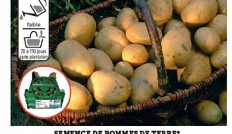 roll_semence_pomme-de-terre_nouvelle_photo - CDJ