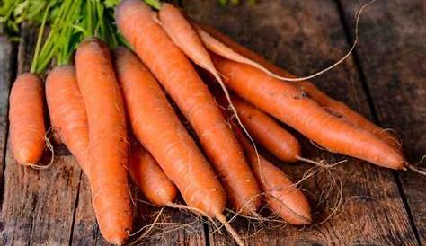 Potager. C'est le moment de semer des carottes - Jardin - Le Télégramme