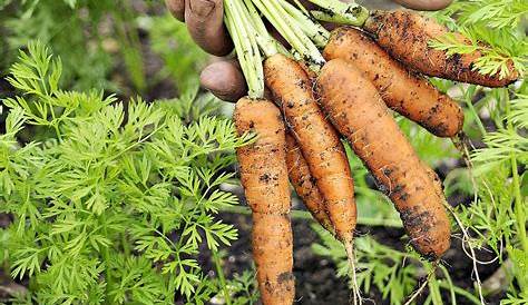 Semer des carottes : En sillon ou sur rang large ? - YouTube