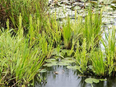 Semi Aquatic Plants: A Guide To Creating A Beautiful Water Garden