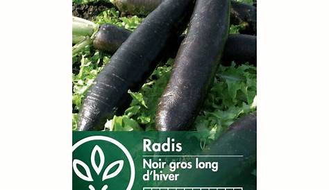 Radis : culture, semis, entretien et récolte des radis