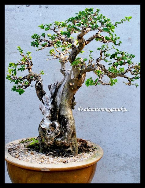 seni bonsai