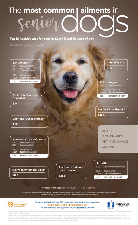 senior dog age related problems