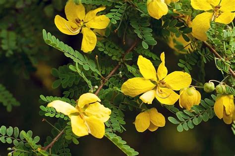 Senna Side Effects: Hidden Risks You Should Know About