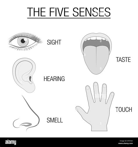 Engaging the Senses