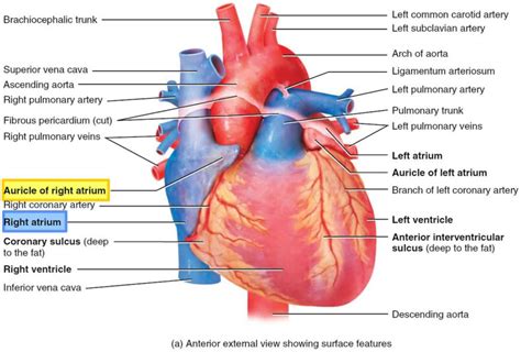 sensitive tissue in the right atrium