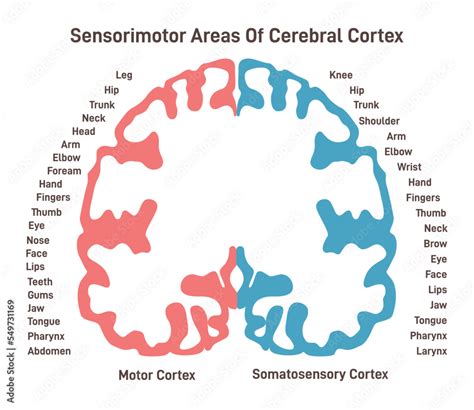 Sensorimotor Brain