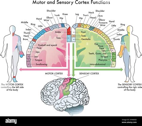 Sensorimotor Cortex Function