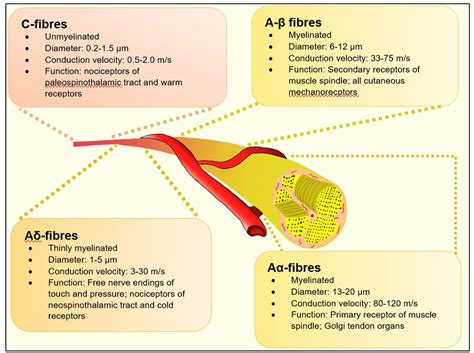 Sensorimotor Neuropathy Panel