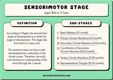 Sensorimotor Stage Cognitive Development