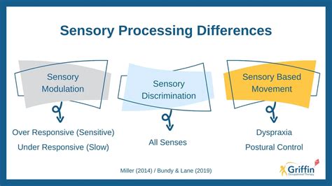 Sensory Processing And Modulation