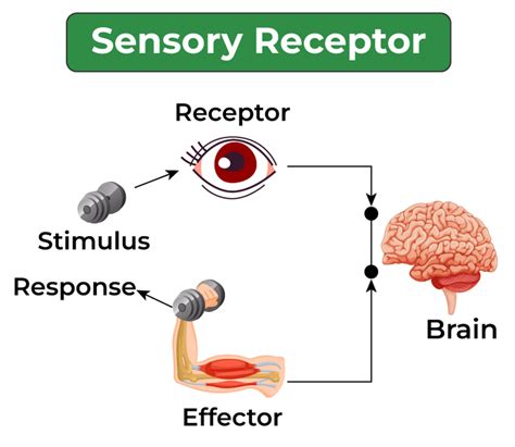 Sensory Simple Meaning