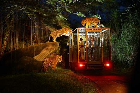 sentosa in singapore night safari