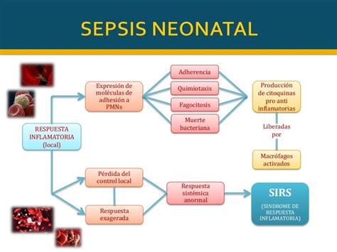 sepsis neonatal fisiopatologia