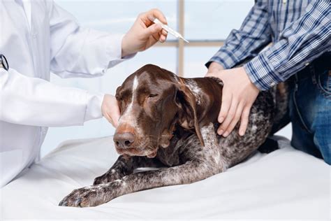 septicemia symptoms in dogs