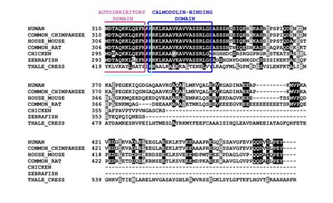 Sequence Alignment Tool Protein