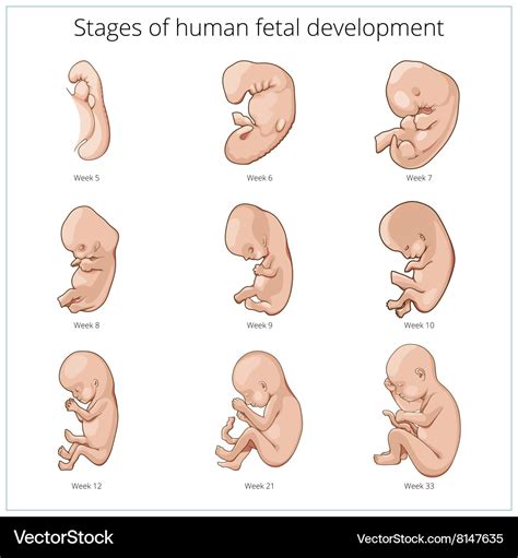 sequence of fetal development