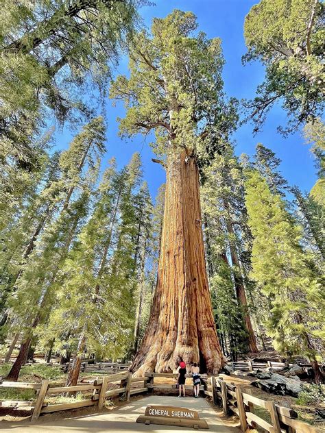 Giant Sequoia Tree in Washington County, Utah