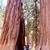sequoia trees in utah