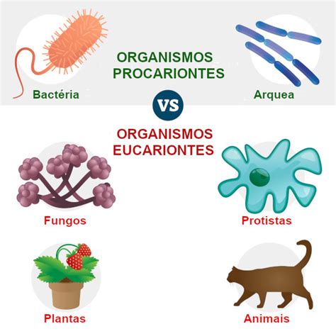 seres vivos procariontes e eucariontes