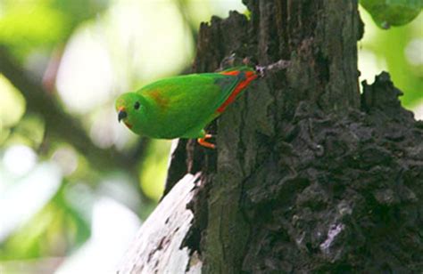 Malay Hanging Parrot Burung Serindit Burung Serindit Photo