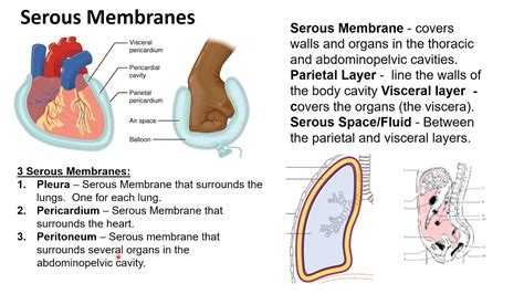 Serous Membrane Anatomy