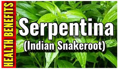 Serpentina Benefits And Its (Indian Snakeroot) How To Use