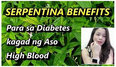 Serpentina Leaves Benefits Tagalog SERPENTINA POWDER... Shopee Philippines