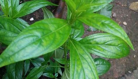 Serpentina Leaves In Tagalog SUPPLEMENT Yours Naturally Supplements