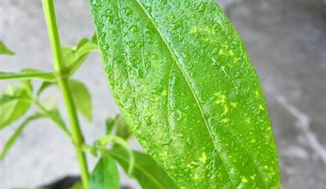 Serpentina Leaves Pictures Plant, Furniture & Home Living, Gardening